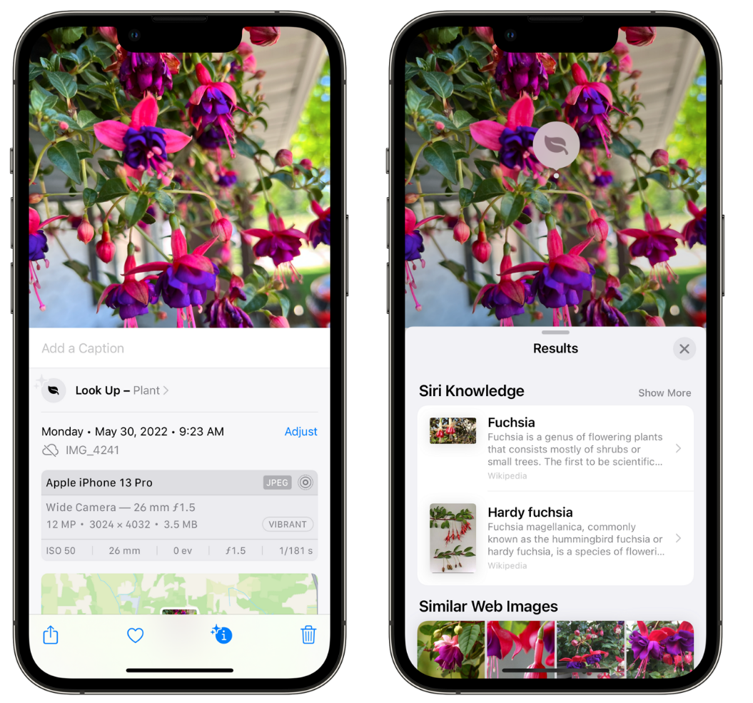 遂溪苹果手机维修分享小技巧：使用 iPhone 相机识别花卉植物 